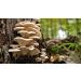 Oyster mushrooms powder (Pleurotus ostreatus) - 100g (Quality assured) - Buy Online on GoSupps.com