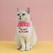 Zhouocea 2 Pcs Cat Birthday Bandana Pink Pet Puppy Birthday Bandana Scarf Party Hat Accessories Cute Birthday Hat for Dog Cat Pet Birthday Party Supplies (Pink) - Buy Online on GoSupps.com