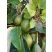 Seed Germination 20 Fresh Avocado Leaves 100 ORGANIC Tea Leaf Free 23 Days Shipping 20100 Leaves