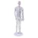 Milageto Human Body Point Model with Rotating Arm as described Male