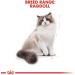 Royal Canin Cat Food Ragdoll 2kg - Buy Online on GoSupps.com