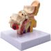 Human Ear Model 1.5 Times Natural Size Model with 2 Parts Illustrating Ear Regions Humans Ear Cleaner Internal Ear - Buy Online on GoSupps.com