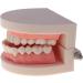 2 Sets of 1:1 Human Teeth Model with Toothbrush - Ideal for Dental Care Education & Prosthesis Study for Students - Buy Online on GoSupps.com