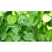 AOZA Neotea Arasa Ilai Peepal Leaves Ficus Religiosa Leaf Powder 300 gm - Buy Online on GoSupps.com