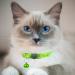 Hepplly 2-Pack Cat Collars - Quick Release Reflective Kitten Collars with Bell | Fluorescent Green | International Shipping - Buy Online on GoSupps.com