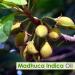 Madhuca Indica Oil (Mahua) 100% Natural & Pure Undiluted Carrier Oil - for Aromatherapy Therapeutic Grade - 100 ML Madhuca Indica 100 ml (Pack of 1) - Buy Online on GoSupps.com