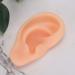 Simulated Silicone Acupuncture Ear Model for Explanation - Professional Soft and Elaborate (Right) - Buy Online on GoSupps.com