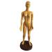 Education Model Toy Model Anatomy Professional Medical Acupuncture Female 48cm 19"