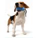 Buy AIDIYAPET KONTHAUTE Dog Toothbrush & Cavestick - Durable Natural Rubber Toy for All Dog Sizes - Buy Online on GoSupps.com