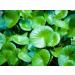 Bacopa gotukola water/hyssop Gotu Kola powder 100g organic Brahmi Centella asiatica vallarai Asiatic pennywort Vallarai Keerai natural - Buy Online on GoSupps.com