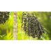 Organic Raw Acai Berry Powder 250g | Indigo Herbs - Buy Online on GoSupps.com