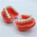 Buy DYTAH Teeth Model for Adults - Standard Typodont for Teaching & Study - Ideal for Dental Demonstrations | International Shipping Available - Buy Online on GoSupps.com