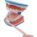 BFEIWGHA Teeth Model - Standard Dental Study Tool | 6X Enlarged Mouth Dental Model for Kids | Ideal for Teaching & Demonstration - Buy Online on GoSupps.com