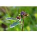 Cinquefoil Herb Tea | Comarum Palustre | Potentille Des Marais Herbe Tisane Health Embassy (100g) - Buy Online on GoSupps.com