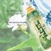KSF Master Kong Jasmine Green Tea Bottle 500ml flavour water - Buy Online on GoSupps.com