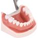 28-Part Removable Tooth Set | Durable Artificial Teeth for Typodont Teaching & Halloween Props - Buy Online on GoSupps.com