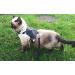 Mynwood Cat Jacket/Harness Arctic Combat Adult Cat - Buy Online on GoSupps.com