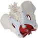 Uterine Model Pelvis with Pelvic Floor Muscle Model Female Pelvis Model - Buy Online on GoSupps.com