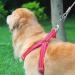 Durable Dog Leash for Big Dogs | Tie-Out Linen & Cables for Small Medium & Large Breeds - Shop Now! - Buy Online on GoSupps.com