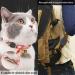 AirTag Dog Collar Keeper - 2 Pack Cat GPS Case | Anti-Lost Pet Tracker Compatible with Apple Finder | Soft Silicone Protective Cover for Pets (Black) - Buy Online on GoSupps.com