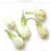 50 g (0 11 LB) th de fleurs de jasmin de premi re qualit New Tea Fresh Green Tea Spring Food Green - Buy Online on GoSupps.com