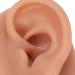 Realistic Silicone Human Ear Model - Dark Skin Tone Pierced for Jewelry Display - Flexible & Reusable for Salons - Buy Online on GoSupps.com