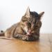 Lucybalu 6x Matatabi Sticks for Cats | Natural Dental Care & Chewing Toys | Freshen Breath with Matatabi Wood | Eco-Friendly Cat Chew Sticks - Buy Online on GoSupps.com