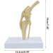 Natural Knee -Size Knee Articulation Model for Pets Veterinarily Model Knee Articulation Model Show Ligamenti Knee Model Knee - Buy Online on GoSupps.com