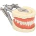 Teeth Model - Teaching Standard Typodont Demonstration Model with 32 Teeth & Soft Gums | Learn Tooth Morphology | International Shipping Available - Buy Online on GoSupps.com