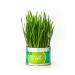 Aoun 2 PCS Organic Cat Grass Growing kit for Indoor Cats Cat Grass Kit with Planter and Soil and Seeds Great for Indoor or Outdoor Cat Dogs and Other Pets. Prevent Hairballs and Aid Digestion