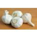 GARLIC BULB (20 Pack), FRESH CALIFORNIA SOFTNECK GARLIC BULB FOR PLANTING AND GROWING YOUR OWN GARLIC 20 Count (Pack of 1)