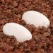 Pangea Hatch Premium Reptile Egg Incubation Substrate (1 lb) 473.18 ml (Pack of 1) - Buy Online on GoSupps.com