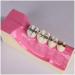 Fhuili teeth model for training - at the bottom right of the teeth organizational recovery model - simulation oral tooth -tooth demonstration model - for studying a