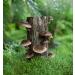 100 Shiitake Mushroom Plug Spawn | High-Yield Edible Mycelium Plugs - Buy Online on GoSupps.com