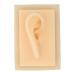 Ear model silicone acupuncture exercise model human ear in natural size shiny texture lively shape comfortably soft human ear model for teaching (right)