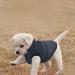ASENKU Windproof Dog Winter Jacket - Waterproof & Warm Pet Coat for Small, Medium, Large Dogs - Blue (S Size) - Buy Online on GoSupps.com
