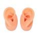 Silicone Human Ear Model for Hearing Aids IEM Earphones Display - Lecturing Aid - Buy Online on GoSupps.com