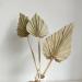 NAABHIKA 5/10 Pcs Boho Dried Palm Spears Natural Dried Palm Fans Dried Palm Leaves Dried Palm Leaf Palm Fan Leaf with Stem-Khaki 5PCS - Buy Online on GoSupps.com