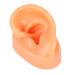 Silicone ear model anggrek flexible silicone model for the left ear soft simulation ear model teaching display ear model for hospital hearing aids