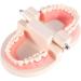 Realistic Tooth Model for Dental Care & Study | PVC Dental Demonstration Tool for Kids - Buy Online on GoSupps.com