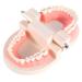 Tooth Model for Children - PVC Industrial Dental Teaching Aids 1 Piece Standard Demonstration for Brushing Teeth and Dental Lessons - Buy Online on GoSupps.com