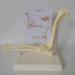 Dog Canine Elbow Joint Model Educational Model Dog Elbow Joint Model Dog Elbow Joint for Veterinary Study Teaching - Buy Online on GoSupps.com