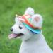 Princess Pet Cap: Dog Canvas Round Hat with Adjustable Chin Strap for Sun Protection (Medium, Color) - Buy Online on GoSupps.com
