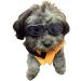 XUNKE Dog Goggles - Anti-UV Eye Protection Sunglasses for Small/Medium Pets (Black) - Waterproof & Windproof - Buy Online on GoSupps.com