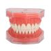Gingiva Model for Dental Education | Removable Teeth & Soft Oral Teaching Aid for Dental Practice - Shop Internationally - Buy Online on GoSupps.com