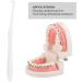 Verdingly Touch Toothbrush 3-Pack | Small Head Jaw-Friendly Toothbrush for Braces | Effective Tooth Cleaning - Buy Online on GoSupps.com