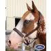 Derby Originals Liverpool Padded Leather Horse Halter - Cob/Arabian Size - Buy Online on GoSupps.com
