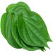 Fresh Betel Leaves | Beetle Leaves Approx.10Pieces | Pan Leaves | Leaf Betel | Fresh Leaf | Used for Pooja & Edible | Indian Origin | Approx 50G - Buy Online on GoSupps.com