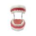 Youya 6-Fold Dental Brushing Teaching Model - Tooth Decay Evolution Display for Educational Use - Buy Online on GoSupps.com