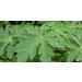 Herbal Magic Pure Papaya Leaf Powder - Green & Whole Leaves | Ayurvedic Superfood for Smoothies & Baking | 300gms - Buy Online on GoSupps.com